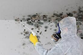 Best Mold Damage Restoration in USA